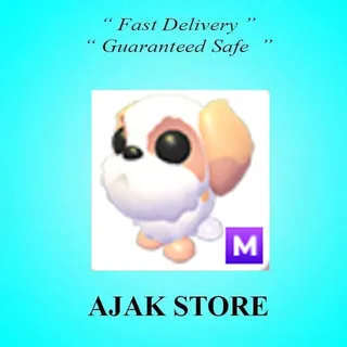 M Shih Tzu