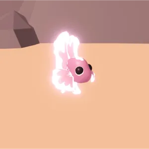 ۶ৎ neon pink beta fish