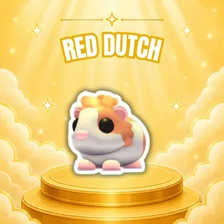 RED DUTCH GUINEA PIG