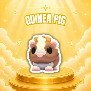 CHOCOLATE DUTCH GUINEA PIG