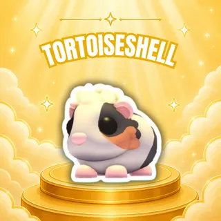 TORTOISESHELL GUINEA PIG