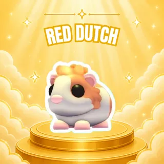 RED DUTCH GUINEA PIG