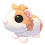 Red Dutch Guinea Pig