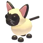 Siamese Cat