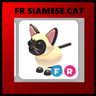 FR SIAMESE CAT - ADOPT ME