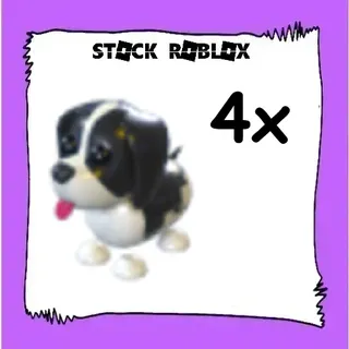 Black Springer Spaniel