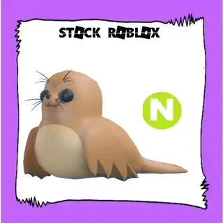 Galapagos Sea Lion