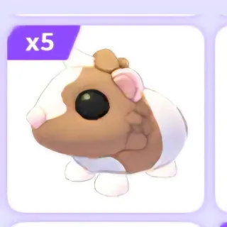 5x Chocolate Guinea Pig