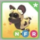 NFR African Wild Dog