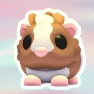 CHOCO DUTCH GUINEA PIG