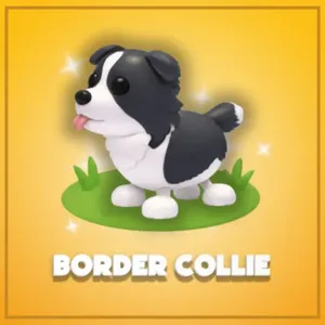 ADOPTME FR BORDER COLLIE