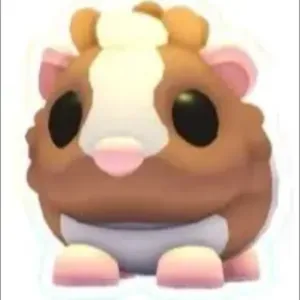 CHOCO DUTCH GUINEA PIG