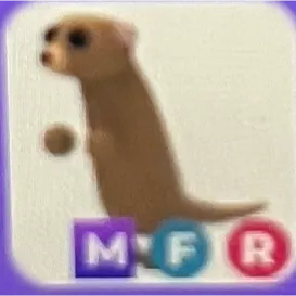 mfr meerkat