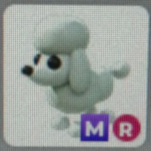 Poodle (Mega, Ride)