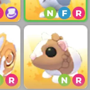 NR CHOCOLATE GUINEA PIG