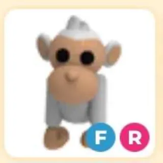FR Albino Monkey