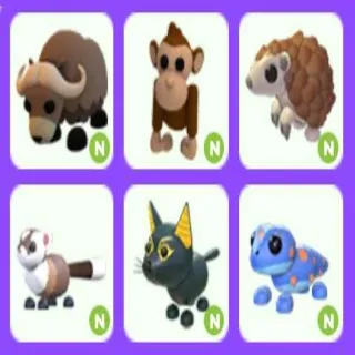 Neon Pet Bundle Cheap