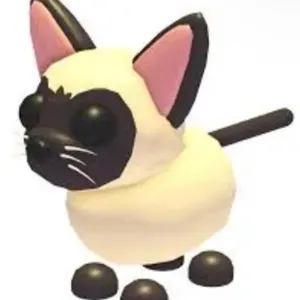 Siamese cat