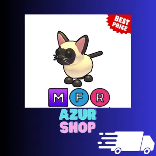 MFR Siamese Cat 