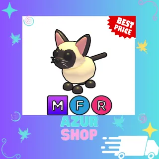 NFR Siamese Cat