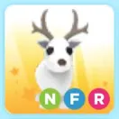 NFR Arctic reindeer