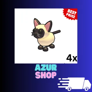4x Siamese Cat