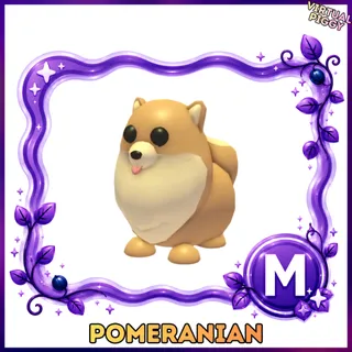 Mega Pomeranian