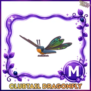 Mega Clubtail Dragonfly
