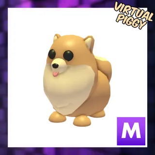 Mega Pomeranian