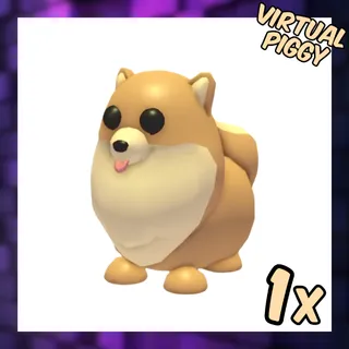 Pomeranian