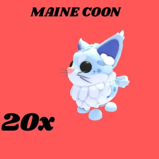 MAINE COON 20x- Adopt me