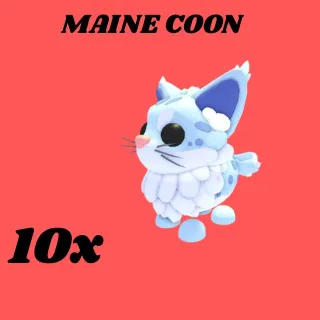 MAINE COON 10x- Adopt me