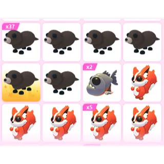53X ADOPT ME PETS