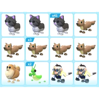 55X ADOPT ME PETS
