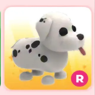 dalmatian r