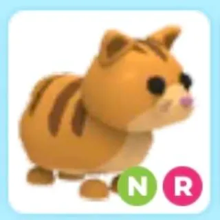 NR GINGER CAT