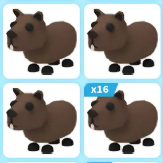 X24 Capybara (Adopt Me)