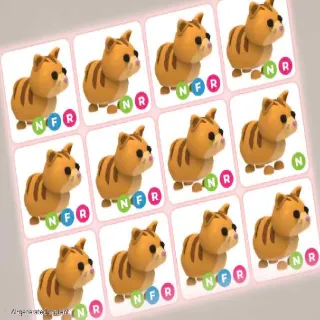 NFR GINGER CAT X25