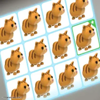 X16 GINGER CAT