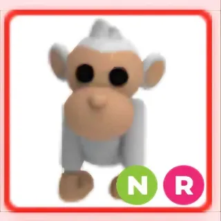 NR ALBINO MONKEY