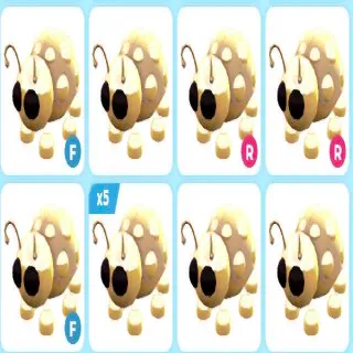 GOLDEN LADYBUG X17