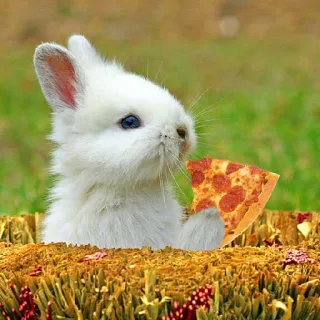 Pizza Time
