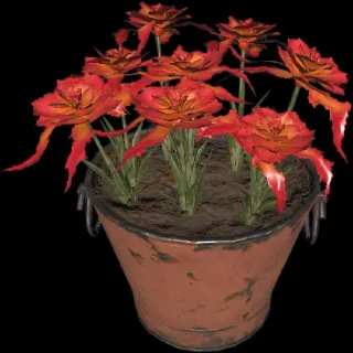 Pot O Carnal Weeper Plan