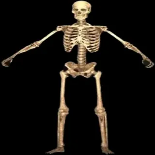 Dr Bones Plan