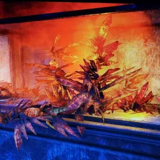 Moist Radkelp Misc Displayable
