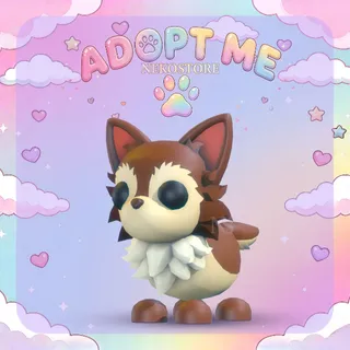 Chihuahua - adopt me