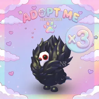 Jacobin Pigeon - adopt me