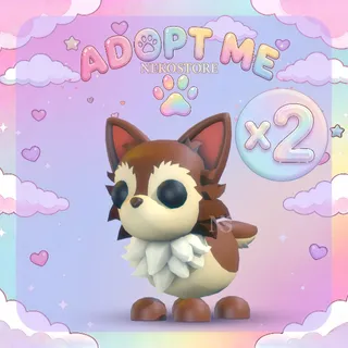 Chihuahua - adopt me