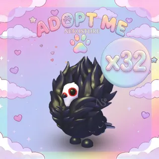 Jacobin Pigeon - adopt me