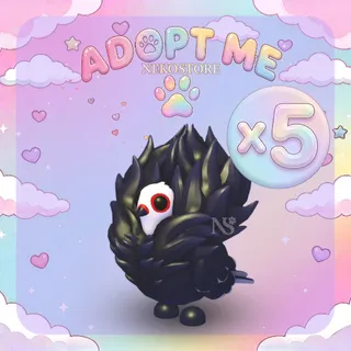 Jacobin Pigeon - adopt me